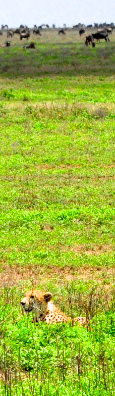 Ngorongoro Crater - Serengeti National Park